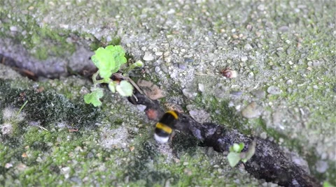 Bumblebee entering his den Video stock 45712415