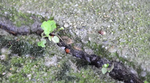 Bumblebee entering his den 動画素材 46428351