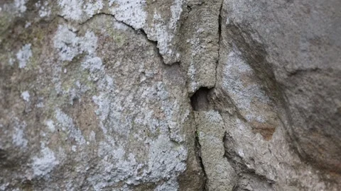 Bumblebee Entering its Nest in a Wall, Teesdale, England, UK Stock Footage 247491077