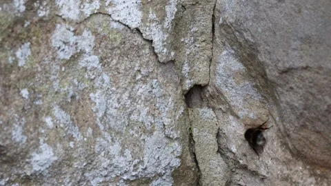 Bumblebee Entering its Nest in a Wall, Teesdale, England, UK Video stock 247491126
