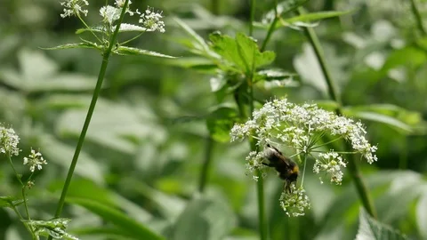 Bumblebee equilibrist Stock Footage 117334315