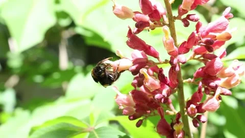 Bumblebee exploring and feeding on elongated red flower clusters Видео 308715109