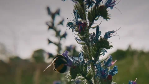 Bumblebee Exploring Blue Flowers Under Bright Sky Video stock 341161339