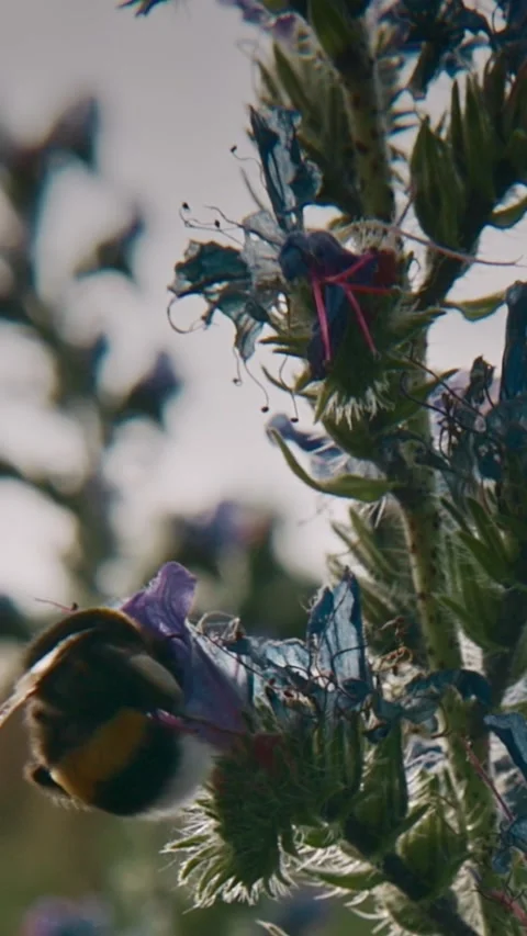 Bumblebee Exploring Blue Flowers Under Bright Sky Video stock 341364309