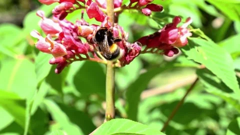 Bumblebee exploring bright red flower cluster amidst green leaves Stock Footage 309493402