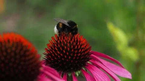 Bumblebee extracting nectar from echinacea flower on blurred background Stock Footage 303700273