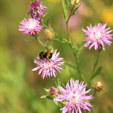 Bumblebee extracts nectar from a flower Stock Photos
