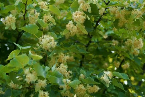 A bumblebee extracts pollen from a linden tree. A big bee collecting nectar f Stock Photos