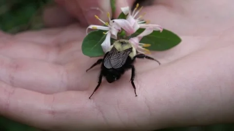 Bumblebee - Extreme Close-up Stock Footage 83084050