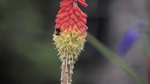 Bumblebee fall in slow motion Stock Footage 113457740