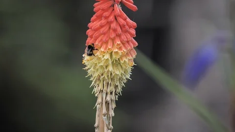 Bumblebee falling from a red hot poker Stock Footage 113457802