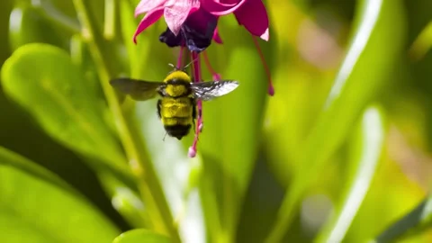 Bumblebee feed on fuchsia flower nectar in Slow Motion 1500fps Stock Footage