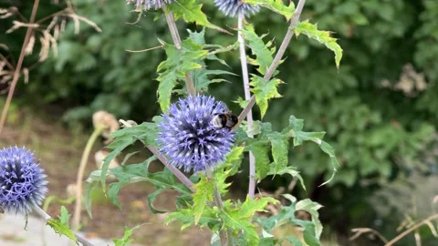 Bumblebee Feeding on Blue Globe Thistle Flower Video stock 341397605