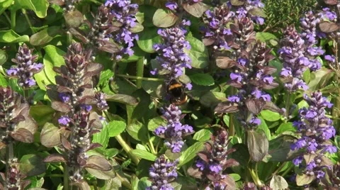Bumblebee feeding on carpet bugleweed ( Ajuga reptans ) Stock Footage 47011378