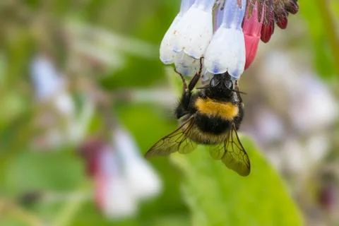 Bumblebee feeding - comfrey Foto stock