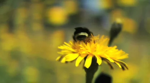 Bumblebee Feeding on Dandelion 動画素材 97004
