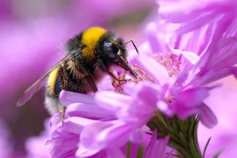 Bumblebee feeding on flower Stock Photos