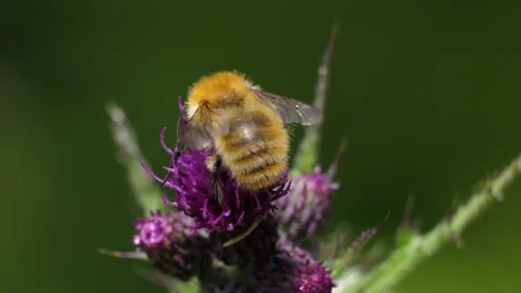 Bumblebee feeding Vídeo Stock 154556375