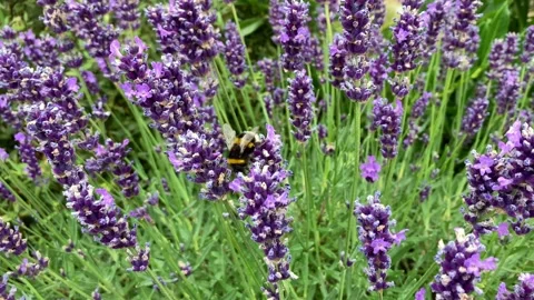 A bumblebee feeding  Stock Footage 326464247
