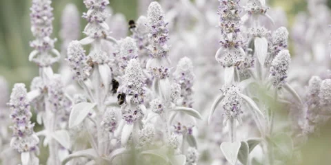 Bumblebee Feeding on Lamb’s Ear Blossoms Stock Footage 320547767