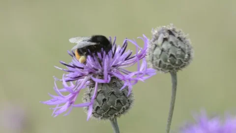 Bumblebee feeding nectar Stock Footage 100407668