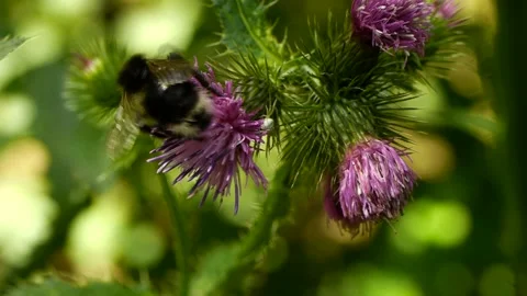 Bumblebee feeding on nectar of thistle flower Vidéo 221360641
