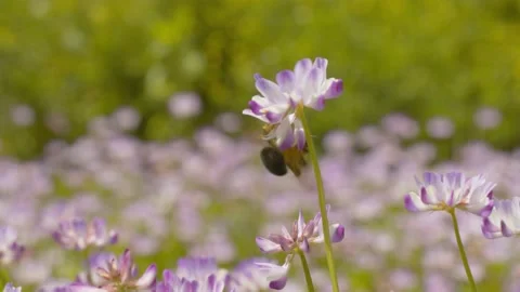 A bumblebee feeding on pollen before flying away. Stock Footage 130227413