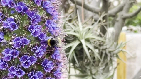 Bumblebee Feeding on Purple Flowers Close Up - 4K Stock Footage 343556727