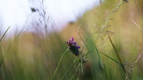 Bumblebee Feeding on Single Pink Flower in Long Grass Stock Footage 346113451