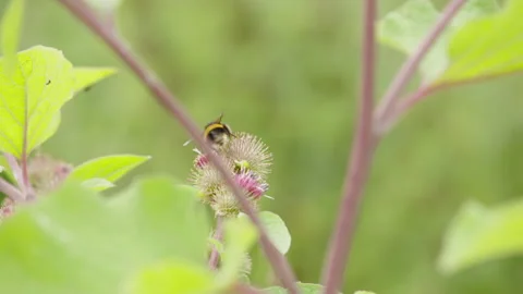 Bumblebee feeding on thistle wild flower then taking off 스톡 동영상 233371202