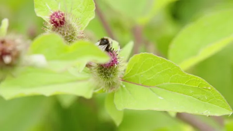Bumblebee feeding on thistle wild flower 스톡 동영상 233371209