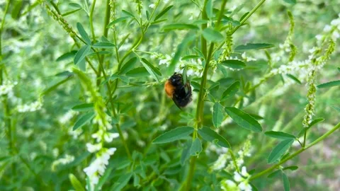 A bumblebee is feeding on tiny white flowers. Stock Footage 339688370