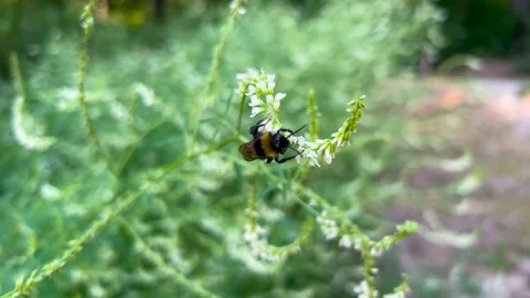 A bumblebee is feeding on tiny white flowers of a blooming. 스톡 동영상 339688542