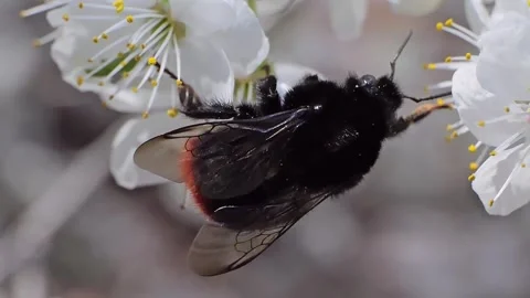 A bumblebee feeding on white flowers at spring closeup slow motion Stock Footage 271510795