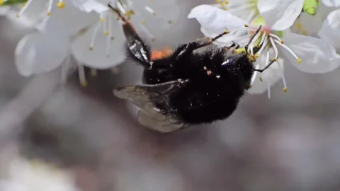 A bumblebee feeding on white flowers at spring closeup slow motion 스톡 동영상 273040480