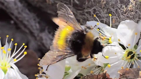 A bumblebee feeding on white flowers at spring closeup slow motion 스톡 동영상 273053492