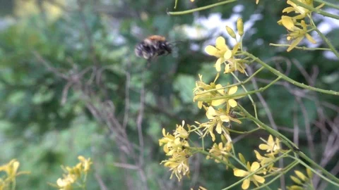 Bumblebee feeding on wild flower. Bumblebee flight. Slow motion, 240 fps Stock Footage 123312673