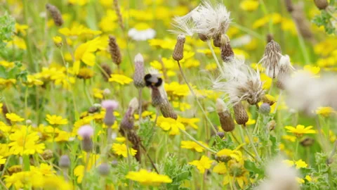 Bumblebee feeding on wild flowers 스톡 동영상 233282023