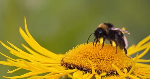 Bumblebee Feeding on Yellow Flower Stock Footage 332238940