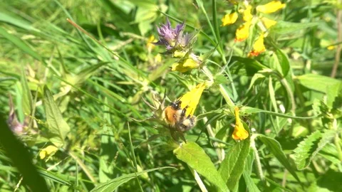 Bumblebee feeds and flies between wildflowers. Slow motion, 240 fps Stock Footage 123248303
