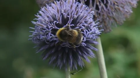 Bumblebee feeds on nectar Globe Thistle (echinops ritro) - close up Stock Footage 44266889