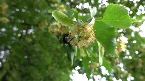 A bumblebee feeds on pollen and nectar from linden flowers Video stock 337420471