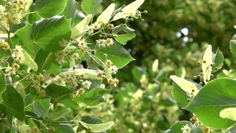 A bumblebee feeds on pollen and nectar from linden flowers Stock Footage 337420483