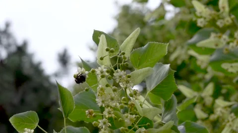 A bumblebee feeds on pollen and nectar from linden flowers Stock-Footage 337421540