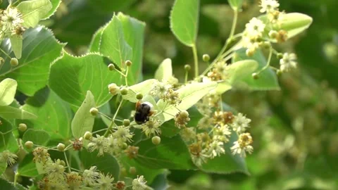 A bumblebee feeds on pollen and nectar from linden flowers Stock-Footage 337421890