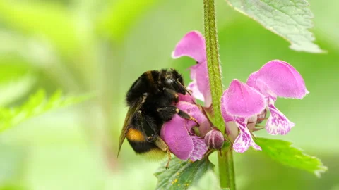 Bumblebee feeds on wild flower, macro shot Stock Footage 145290195