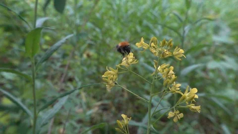 Bumblebee feeds on wild flower. Slow motion, 240 fps Video stock 123313829