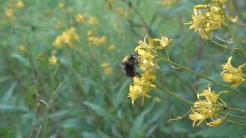 Bumblebee feeds on yellow flower. Bumblebee flight closeup. Slow motion, 240 fps Stock Footage 123313132