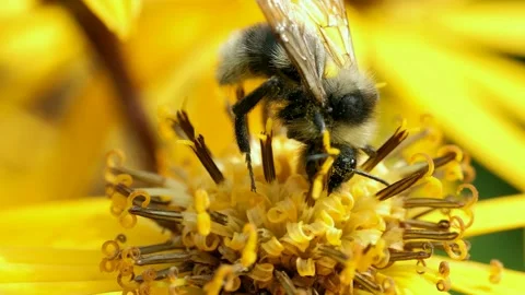 Bumblebee field insect, The bumblebee insect collects pollen on a flower. Stock Footage 300431200