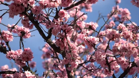 Bumblebee flies among the branches of a blossoming cherry tree. Video stock 103645592